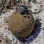 Dung_Beetle