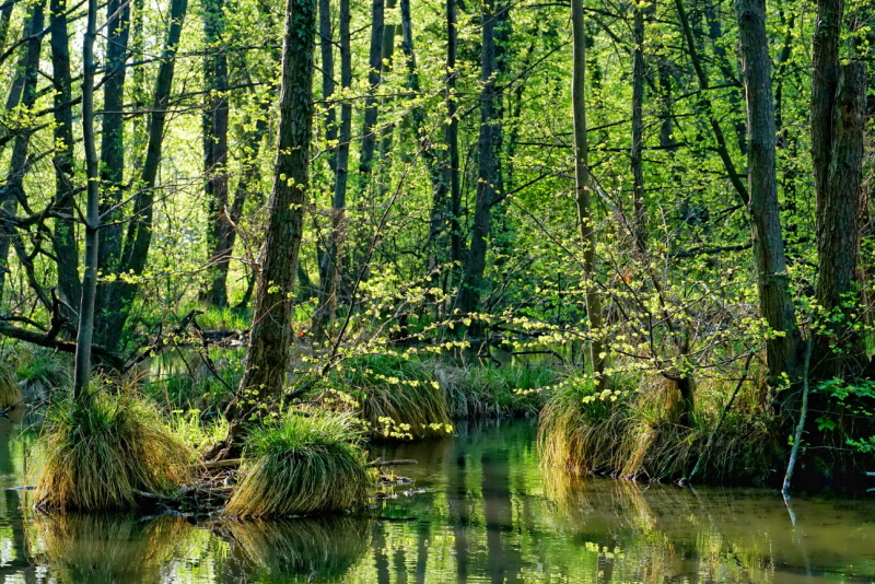 Swamp