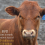 BT_BVD_Cost