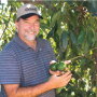 Leo McGuire, field manager for Calavo Growers Inc., checks out hass avocados in a grove in Temecula, Calif., in early March. Calavo Growers Inc. got an early start this season with a much better crop than last year, says Rob Wedin, vice president of sales and marketing.