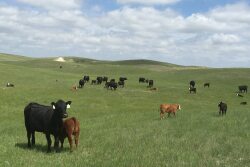 AL Ranch, NE