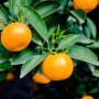 chilean mandarins