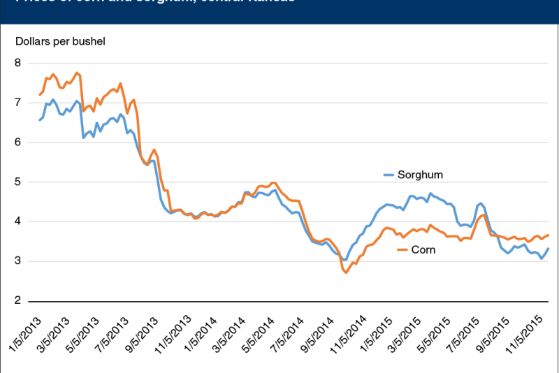 fri-sorghum-n-corn-mted