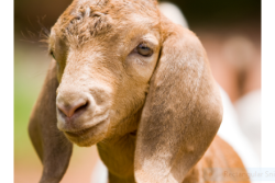 Gastrointestinal parasites cause significant economic losses and are listed in the top three fatal conditions in sheep and goats. 