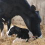 Heat stress abatement has long been deemed important to support dry-matter intake and milk production in lactating cows. But dry cows, too, suffer challenges from heat stress, and the impact of it can be much longer-term. 