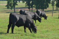 Young Angus bulls grazing Bermuda.
