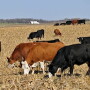 cow_corn_stalks
