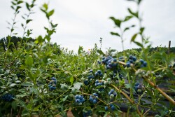 Chilean blueberries ripening on the bush.