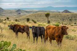 Gearhart Ranch