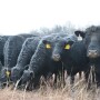 BT_Winter_Feeding_Cows_Bull