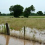 flooded_pasture