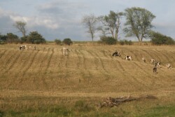 drought_pastures