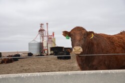 Feedlot steer