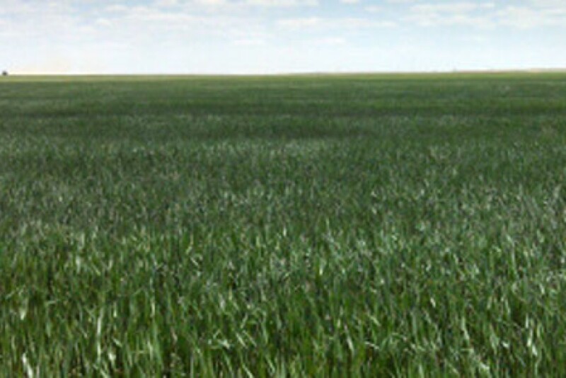 wheat-field