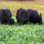 For almost 25 years, livestock producers and state officials have been working to eradicate bovine tuberculosis (TB) from Michigan’s northeastern Lower Peninsula.