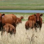 The conversations surrounding China may be adding fuel to the feeder cattle market right now, momentum Rabo AgriFinance is concerned won't last. 