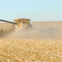 corn harvest