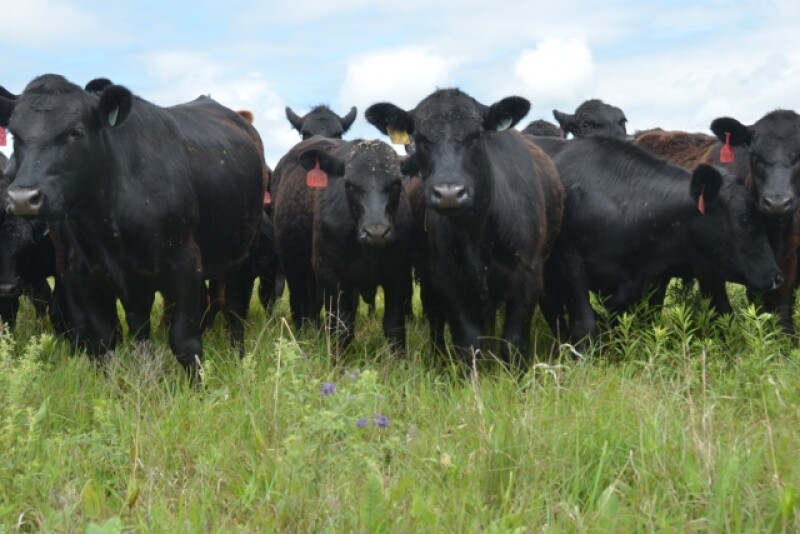 BT_Stocker_Cattle