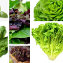 Among Cornucopia Farms' offerings are Genovese basil (upper left), romaine (bottom left), spring mix (upper center), red leaf (lower center), bibb lettuce (upper right) and green leaf lettuce (lower right).