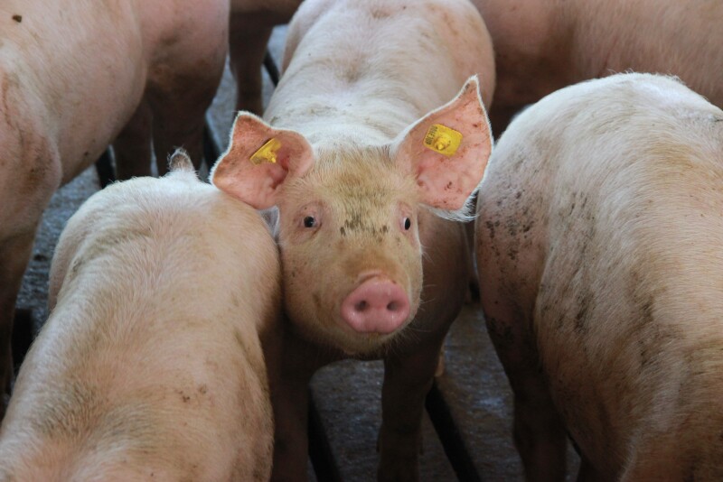 China issued a ban on the import of pigs, boars and other porcine products from Vietnam, in an attempt to curb the spread of ASF. 