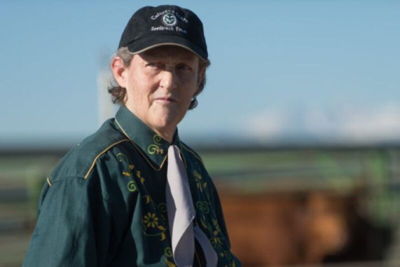 Temple Grandin, a professor of animal science at Colorado State University, is a world-renowned consultant for the livestock and meat industries, advising on humane and low-stress handling of livestock. 