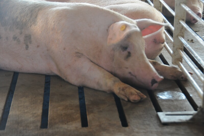 African Swine Fever has been found in several countries around the world. 