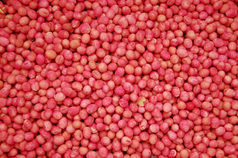 soybean seed