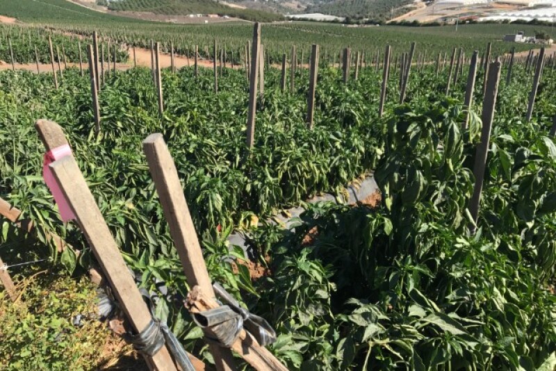 Produce in California
