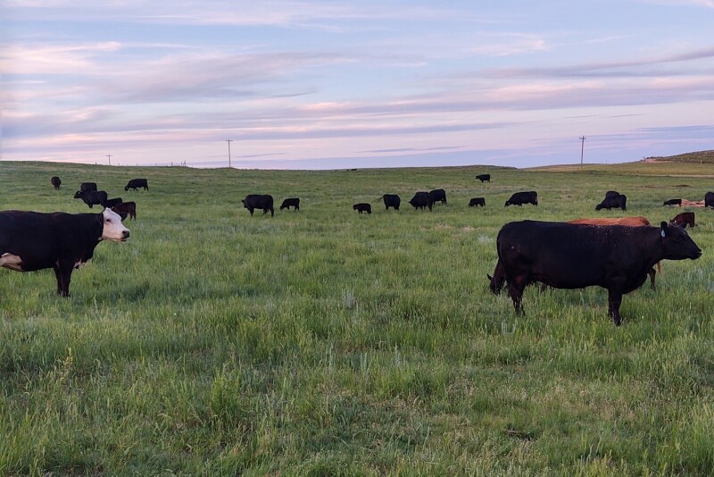 Range cows