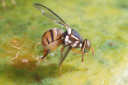Oriental fruit fly