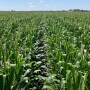 Cluster Corn in Kansas