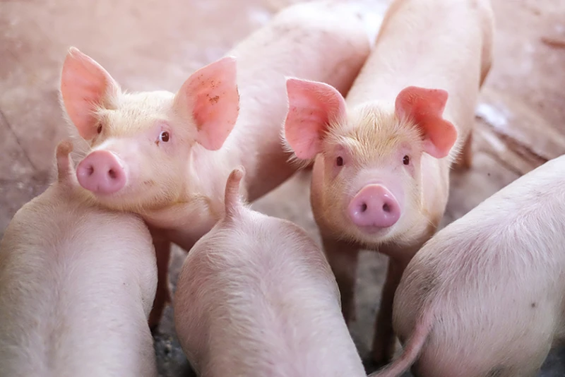 Nine Recommendations for Successful Summer Swine Production