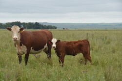 Projections of the 2020 cattle inventory