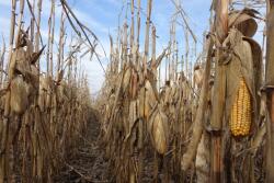 There are more than 800 strains of mycotoxins. A handful of these strains can be deadly to livestock--test grain to be safe.