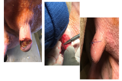 Injury to dairy cow teat
