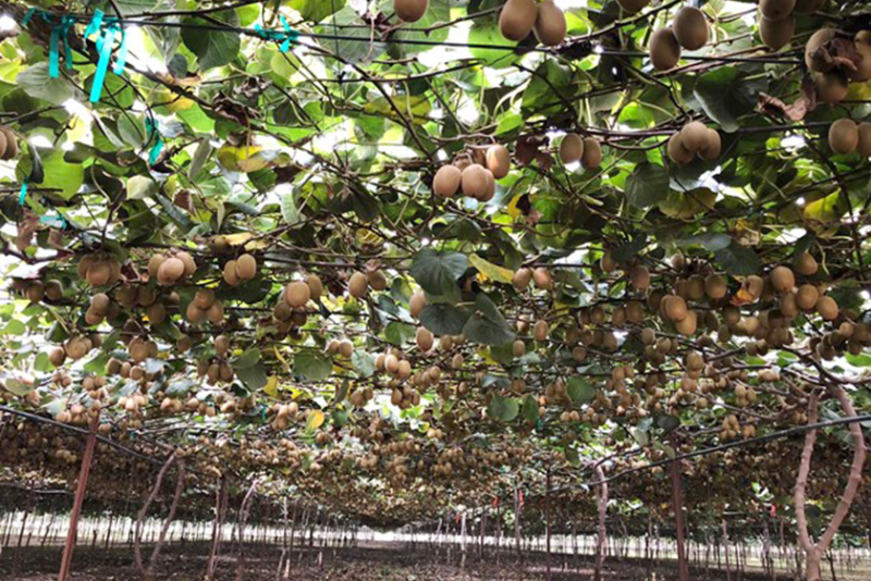 Zespri