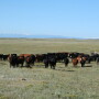 A U.S. District Judge has granted a partial preliminary injunction on Hammond Ranches grazing.