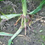 Mosaic is decreasing its phosphate supplies. Phosphorus is a critical component of root growth.