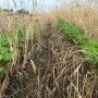 Soybeans in a dense cover crop on Adam Chappell farm