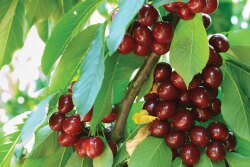 The California cherry crop looks “promising” for Wenatchee, Wash.-based Stemilt Growers LLC, Erick Stonebarger, general manager of Chinchiolo Stemilt California in Stockton said in early April. Most varieties had at least adequate chill hours during the growing season, however, the weather was dry, he says.