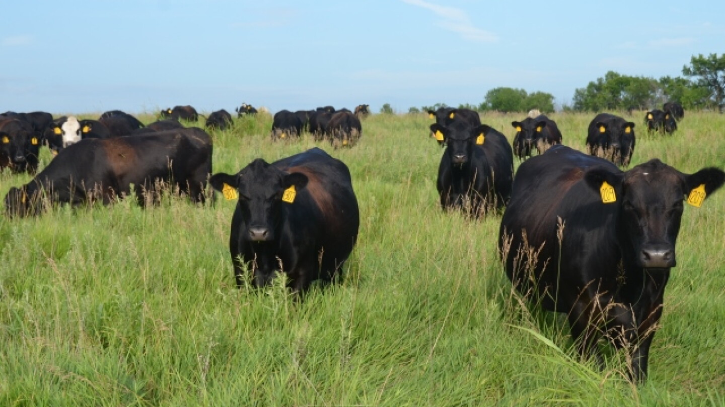 Peel: The Impact of Better Forage Conditions - Drovers