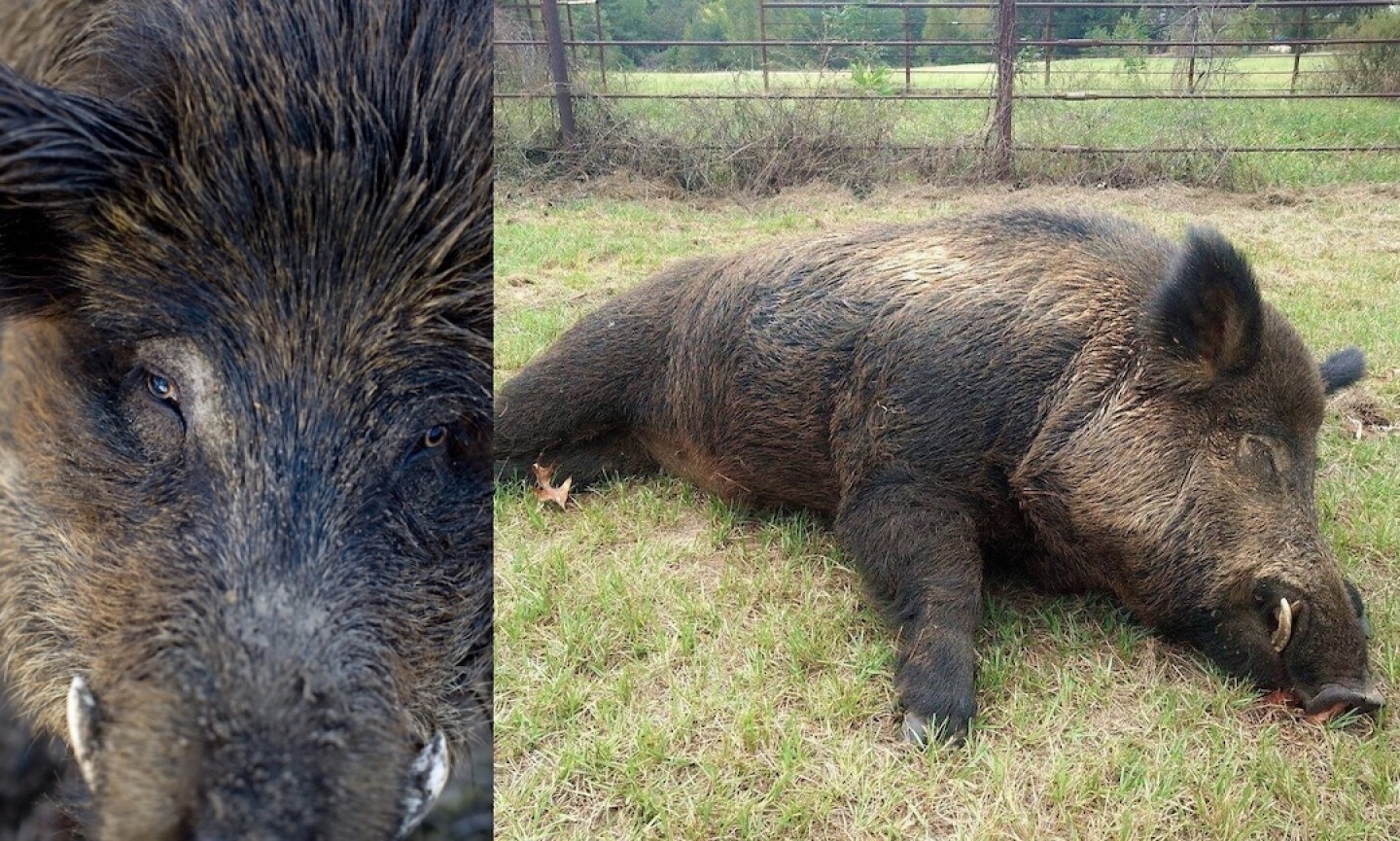 HOGZILLA%20PIG%20BOMB.jpeg