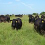 BT_Cows_Grazing_Brome