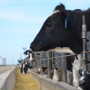 BT_Holstein_Feedlot_Bunk