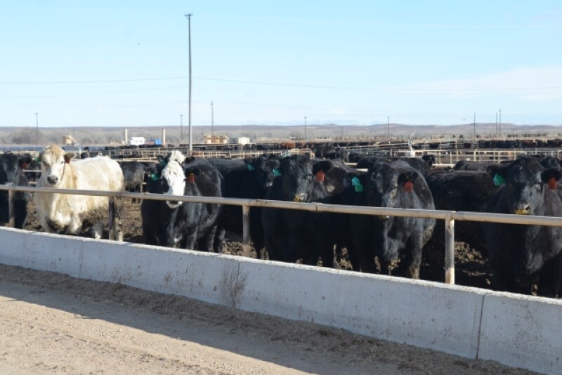 BT_Feedlot_Cattle