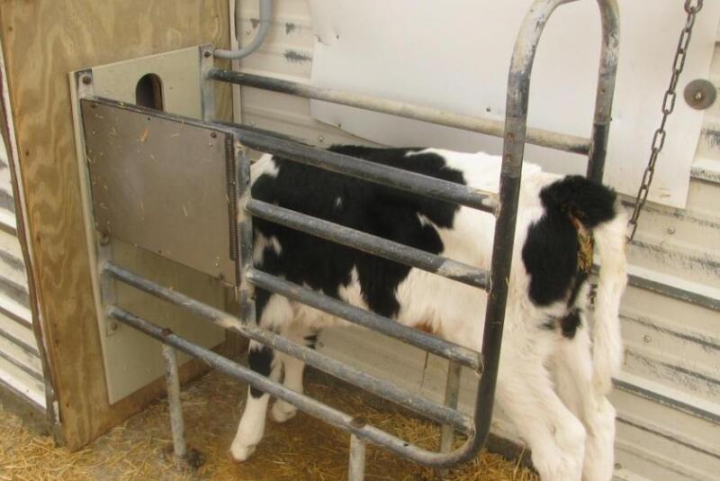 Building a new autofeeder barn, or retrofitting an existing structure for autofeeders and/or group housing, is a tremendous investment. Calf raisers “in the trenches” offer their advice on how to do it right, and what they wish they had done differently.