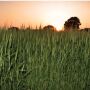 wheat
