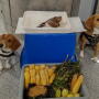 Beagles at airport