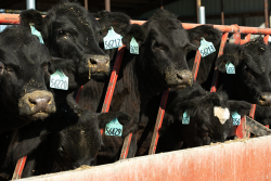 Beef on dairy