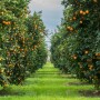 australia citrus